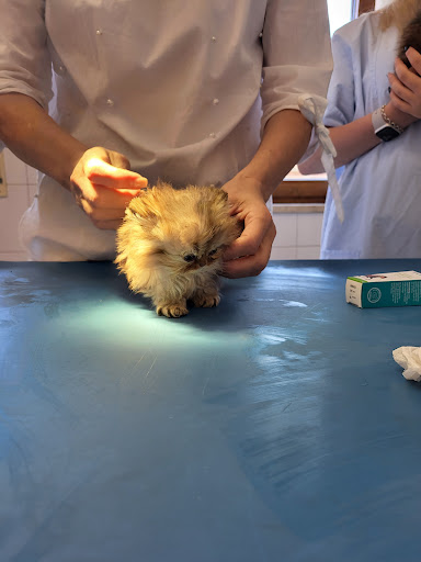 Tierärztliches Zentrum für Kleintiere Hallbergmoos GmbH unter Hallbergmoos, Bayern
