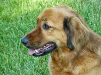 Ravenwood Boarding Kennels - Photo 4 - Car repair in Knoxville, TN, Knoxville