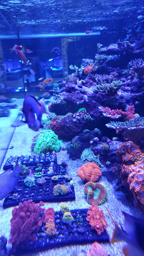 Tropical Fish Store «Living Reef Orlando», reviews and photos, 504 N Alafaya Trail #112, Orlando, FL 32828, USA