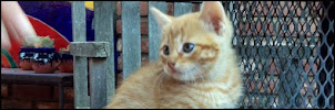 All God's Creatures Pet Sitting - Photo 7 - Car repair in , Austin