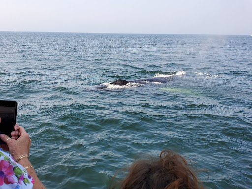 Whale Watching Tour Agency «7 Seas Whale Watch», reviews and photos, 63 Rogers St, Gloucester, MA 01930, USA