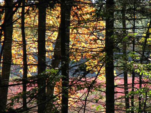 State Park «Lowell-Dracut-Tyngsborough State Forest», reviews and photos, Trotting Park Rd, Dracut, MA 01826, USA