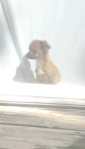 Pet Supply Store «PetSmart», reviews and photos, 24965 Pico Canyon Rd, Stevenson Ranch, CA 91381, USA