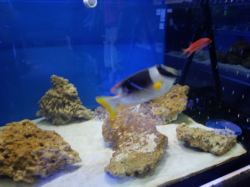 Tropical Fish Store «Elegant Reef - Tropical Fish Studio», reviews and photos, 301 W Nakoma Dr, San Antonio, TX 78216, USA