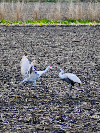 Nature Preserve «Woodbridge Ecological Reserve», reviews and photos, 7730 W Woodbridge Rd, Lodi, CA 95242, USA