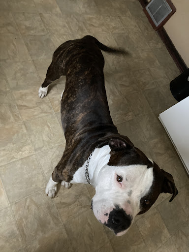AllyRae Kennel