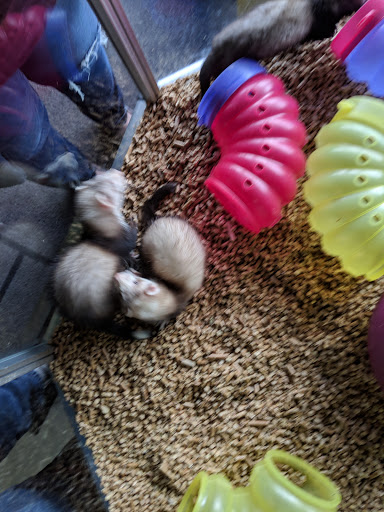 Pet Store «Parker Exotic Pets», reviews and photos, 17880 Cottonwood Dr, Parker, CO 80134, USA