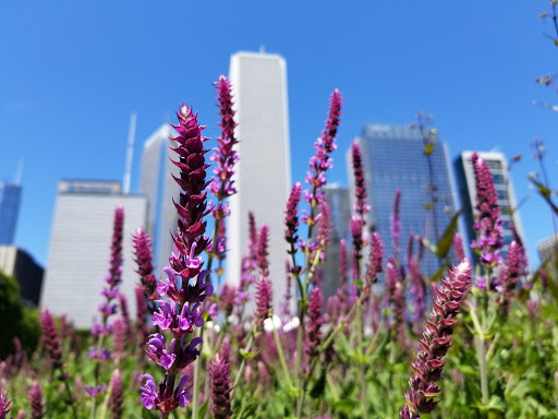 Park «Maggie Daley Park», reviews and photos, 337 E Randolph St, Chicago, IL 60601, USA