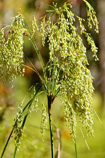 Nature Preserve «Melvin L. Newman Wetlands Center», reviews and photos, 2755 Freeman Rd, Hampton, GA 30228, USA