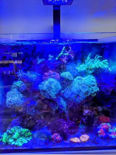 Tropical Fish Store «Barrier Reef Aquariums», reviews and photos, 1717 NE 44th St # A, Renton, WA 98056, USA