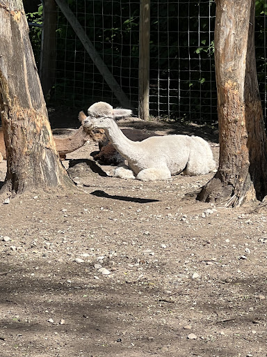 Boutique «Crystal Lake Alpaca Farm and Boutique», reviews and photos, 4907 River Rd, Frankfort, MI 49635, USA