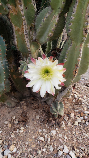 Park «Desert Horizon Park», reviews and photos, 16002 N 56th St, Phoenix, AZ 85004, USA