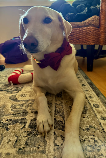 Pet Calls Animal Hospital image