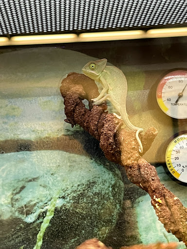 Pet Supply Store «Petco Animal Supplies», reviews and photos, 1945 W Palmetto St #250, Florence, SC 29501, USA