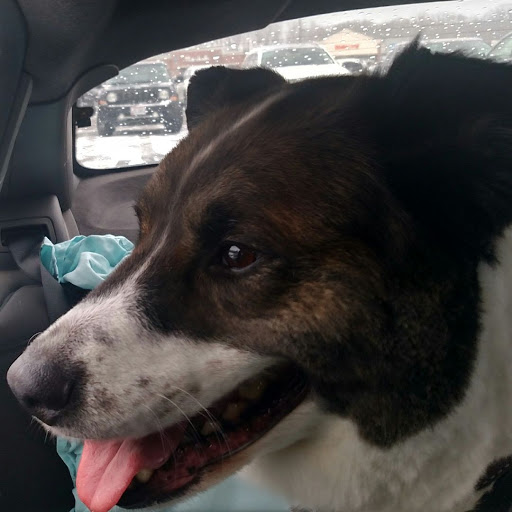 Pet Supply Store «PetSmart», reviews and photos, 7355 Market Pl Dr, Aurora, OH 44202, USA