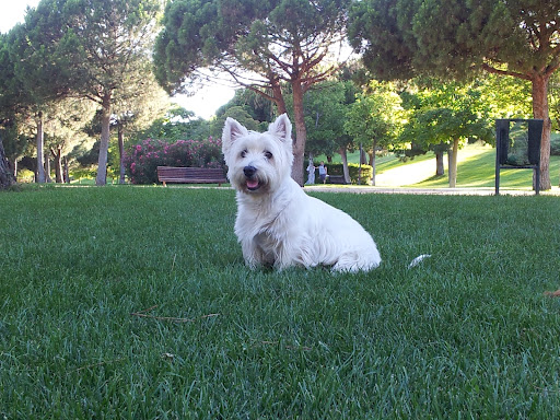 Tierno Park Centro Veterinario en Madrid