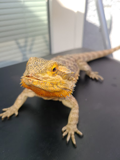 Bird Shop «Birdman Pet Shop», reviews and photos, 3520 N Figueroa St, Los Angeles, CA 90042, USA