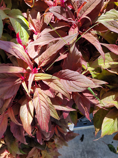 Home Improvement Store «The Home Depot», reviews and photos, 9361 Kingston Pike, Knoxville, TN 37922, USA