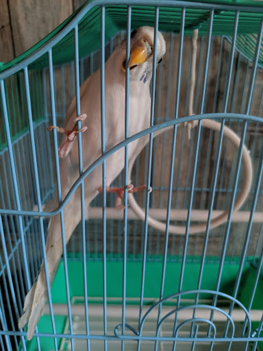 Pet Store «Pet Source 1901», reviews and photos, 1901 W 8th St B, Los Angeles, CA 90057, USA