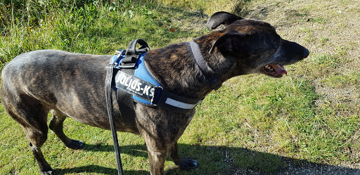 Maxicare Dog Rehoming Northampton