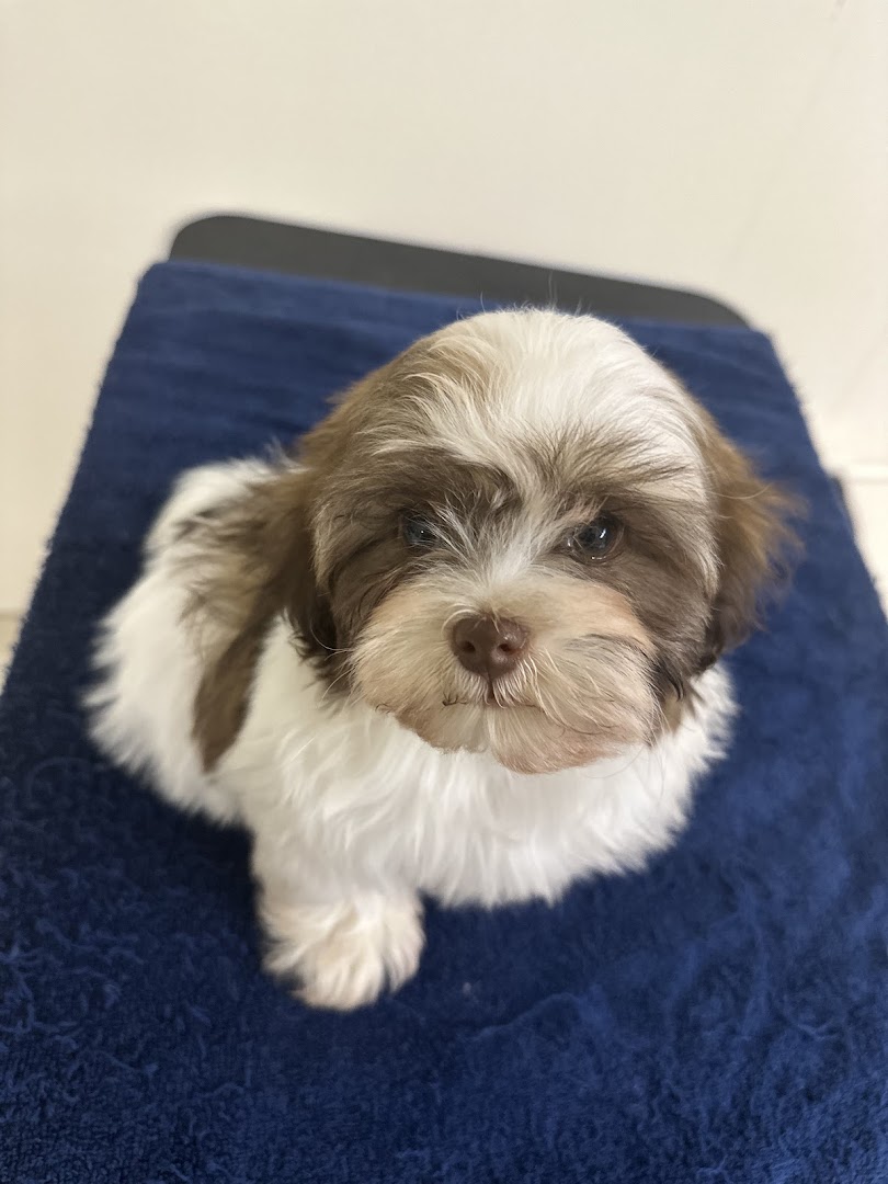 Gold Coast Puppies - Puppies for Sale