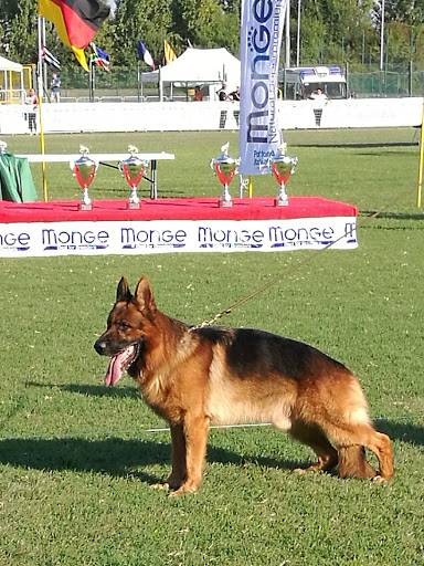 Club Argentino German Shepherd Dog Breeders