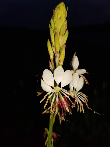 Jewelry Store «Jared The Galleria of Jewelry», reviews and photos, 2425 S Stemmons Fwy, Lewisville, TX 75067, USA