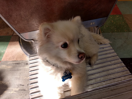 Barber Shop «Olive Drive Barber Shop», reviews and photos, 1065 Olive Dr, Davis, CA 95616, USA