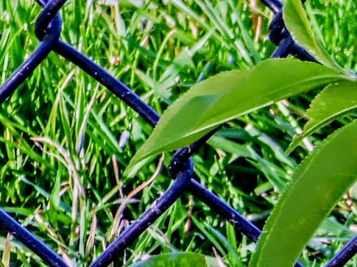 Park «Monte Irvin Orange Park», reviews and photos, S Harrison St, City of Orange, NJ 07050, USA