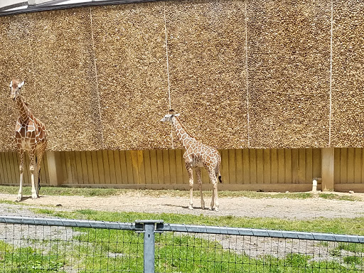 Zoo «The Maryland Zoo in Baltimore», reviews and photos, 1 Safari Place, Baltimore, MD 21217, USA