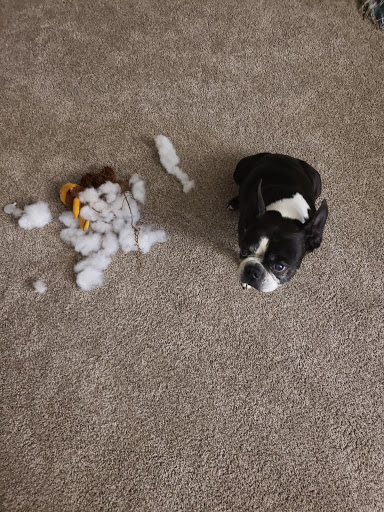 Pet Supply Store «PetSmart», reviews and photos, 1819 NE Pine Island Rd, Cape Coral, FL 33909, USA