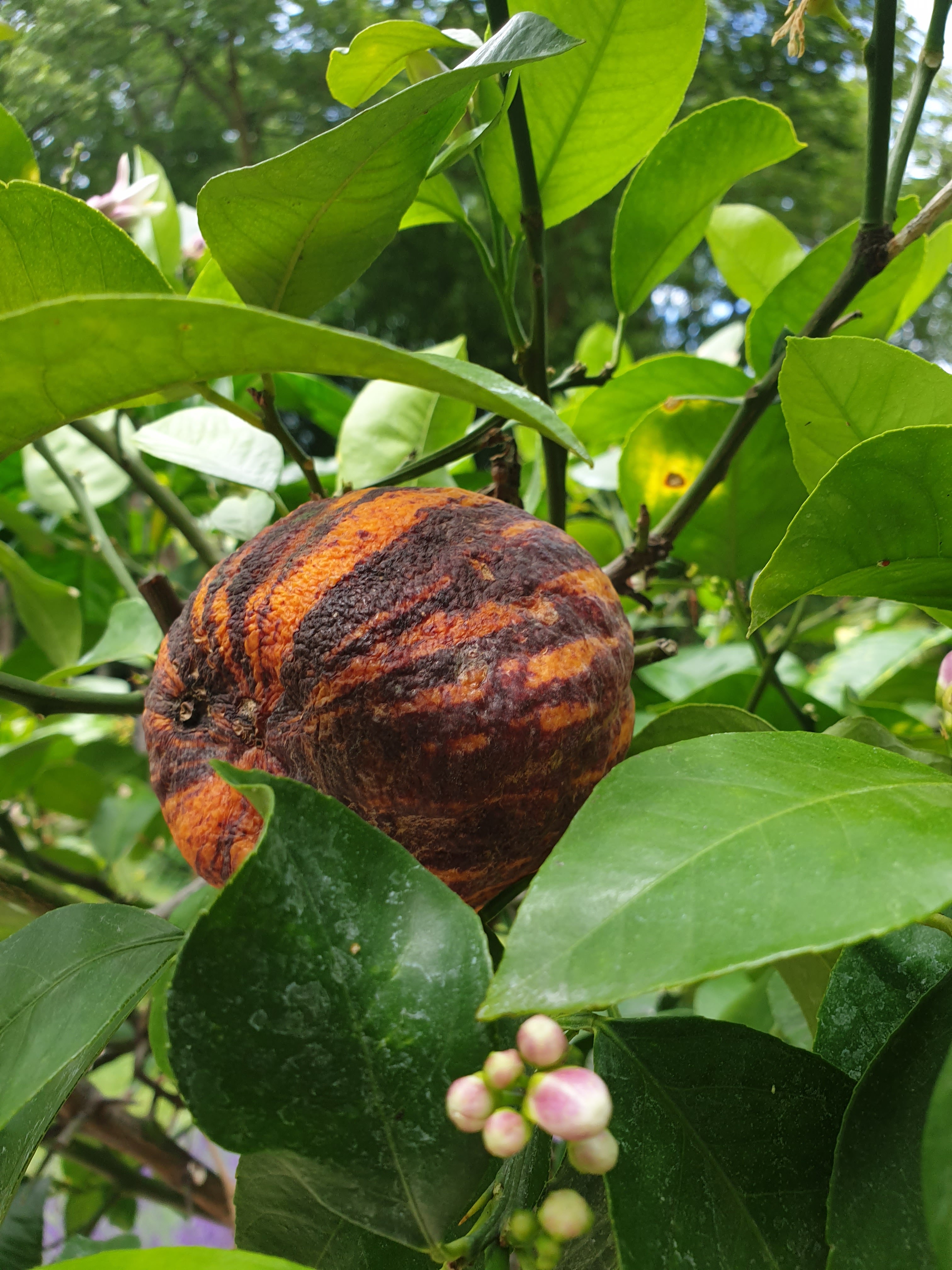 Photo n° 5 de l'avis de Aurelle.h fait le 09/06/2020 à 10:46