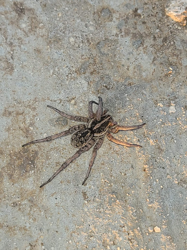 Park «Oscar Perez Memorial Park», reviews and photos, 8746 Timber Path, San Antonio, TX 78250, USA