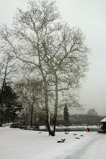 Park «Taylor Park», reviews and photos, 100 Main St, Millburn, NJ 07041, USA