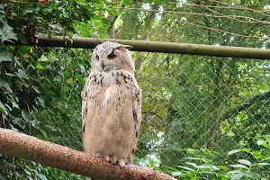 Uilen- en Dierenpark De Paay image