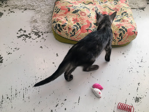 KitTea Cat Lounge image