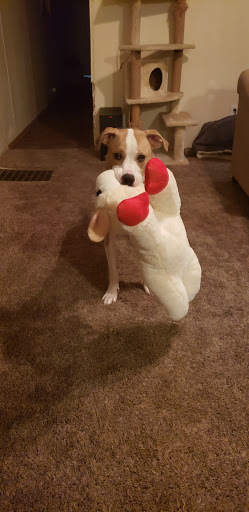 Pet Supply Store «Petco Animal Supplies», reviews and photos, 753 53rd Ave NE, Fridley, MN 55421, USA