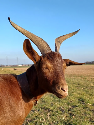 SELARL AUVERVET à Courpière