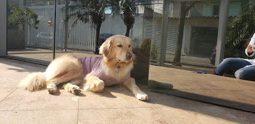 sintonia Pet em São Paulo - SP