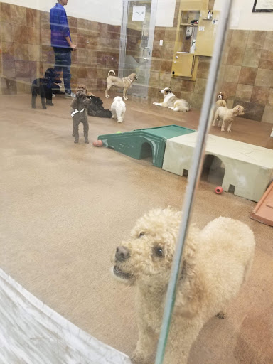 Pet Supply Store «PetSmart», reviews and photos, 2160 Jericho Turnpike, Commack, NY 11725, USA