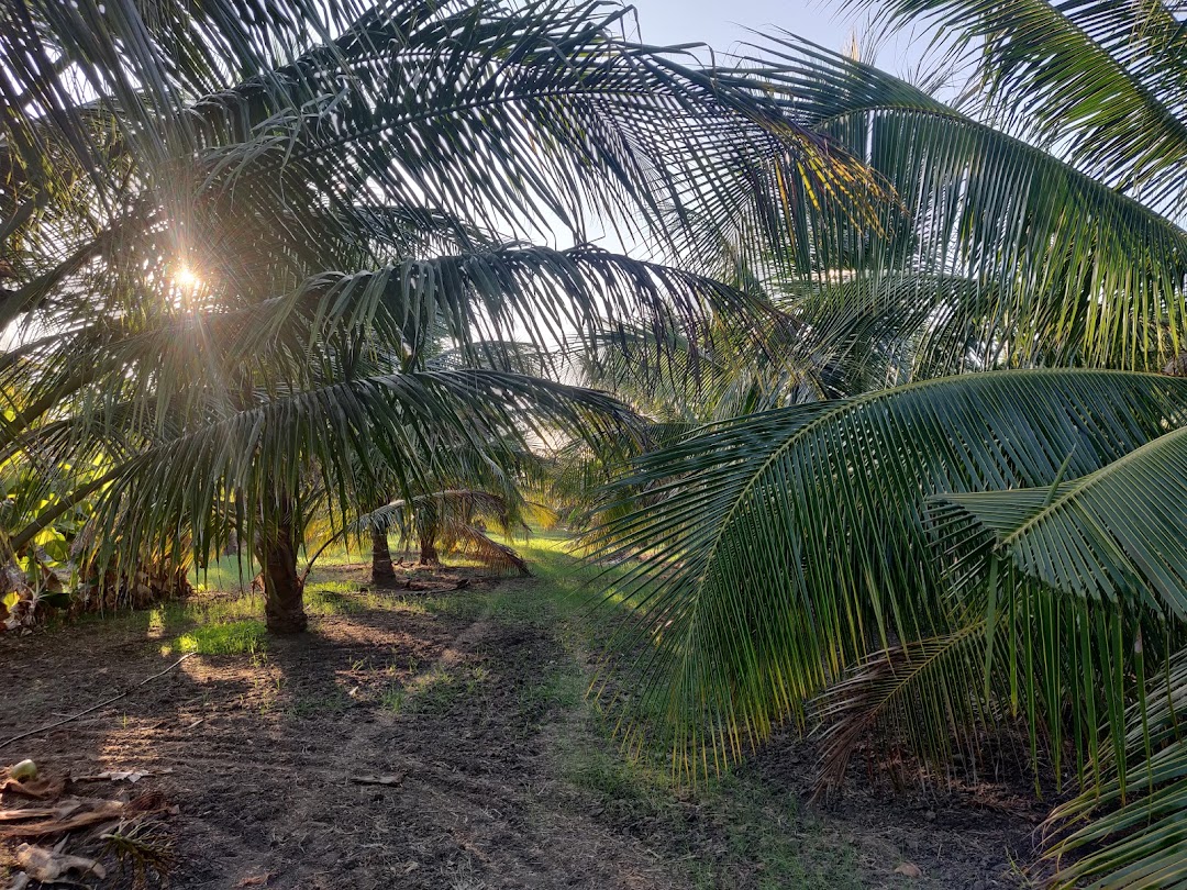 Rajamanikyam Naidu coconut farm