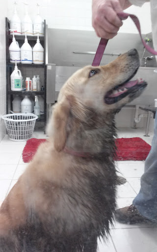 Pet Supply Store «Purely Pets», reviews and photos, 13723 23 Mile Rd, Shelby Charter Township, MI 48315, USA