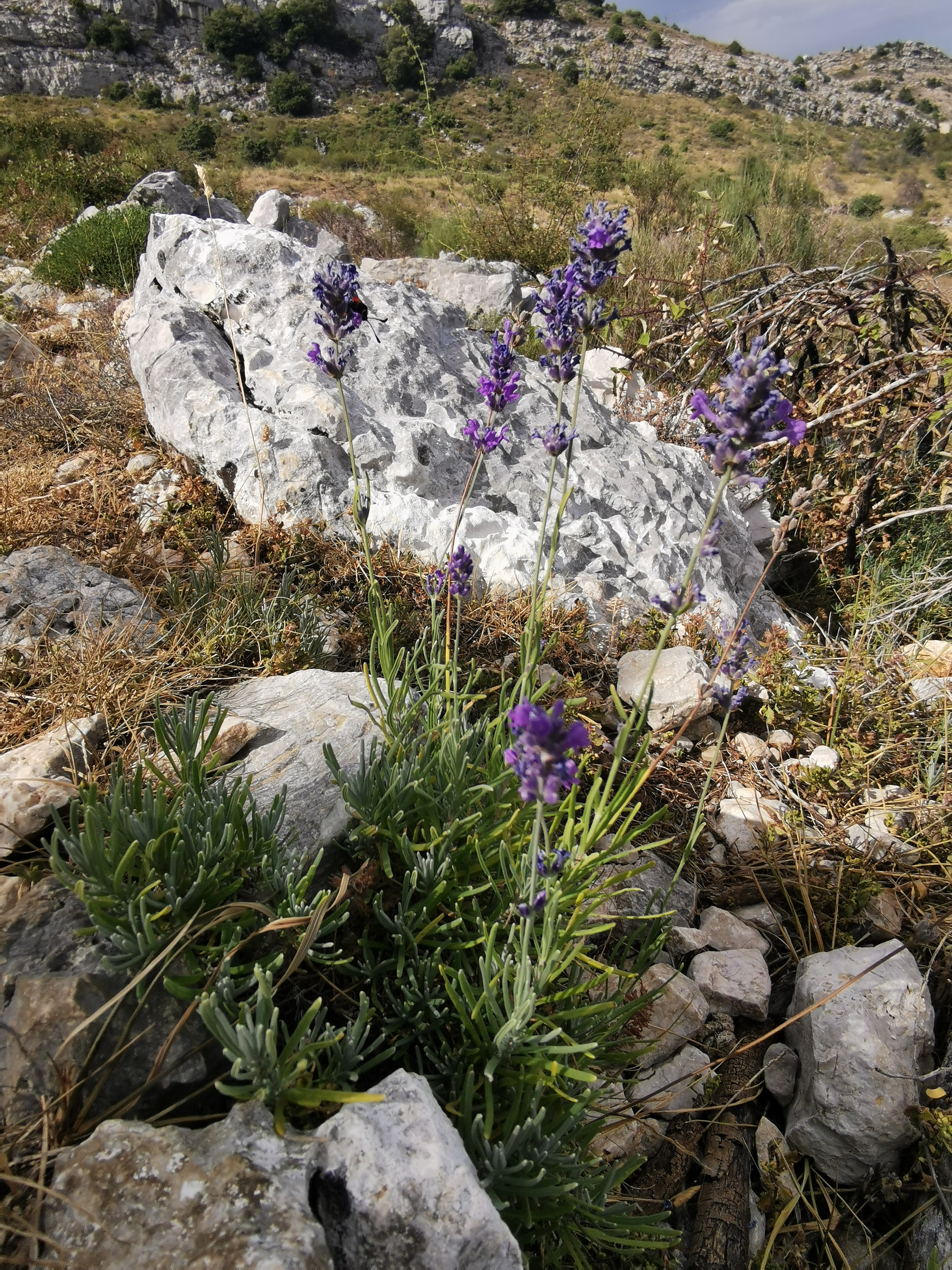 Photo n° 9 de l'avis de Gérald.A fait le 26/08/2023 à 19:03