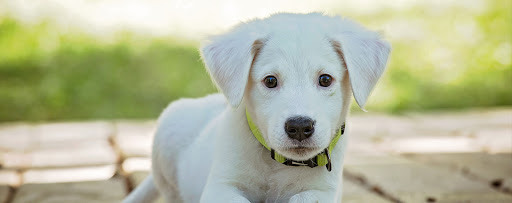 Clínica Veterinaria Vilalba en Vilalba