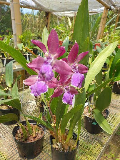 Orquídeas MARÍA CRISTINA