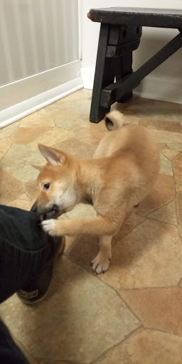 Pet Store «Puppy City», reviews and photos, 3343 Valley Pike, Winchester, VA 22602, USA