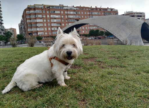 Country House Clínica Veterinaria en Madrid