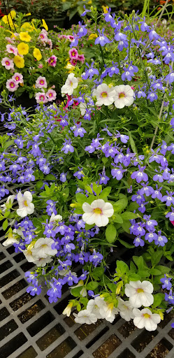 Florist «Bayport Flower Houses, Inc.», reviews and photos, 940 Montauk Hwy, Bayport, NY 11705, USA