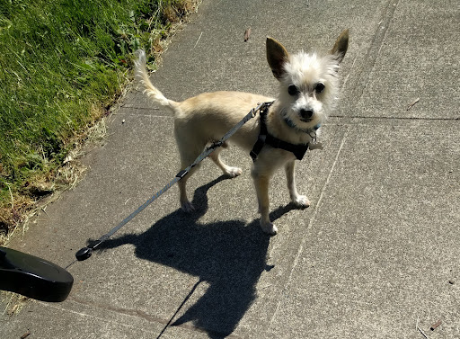 Pet Supply Store «Pet Elements», reviews and photos, 6511 California Ave SW, Seattle, WA 98136, USA