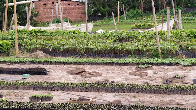 Asociación de Viveristas Agroforestales "Sembrando Futuro" - Asociación